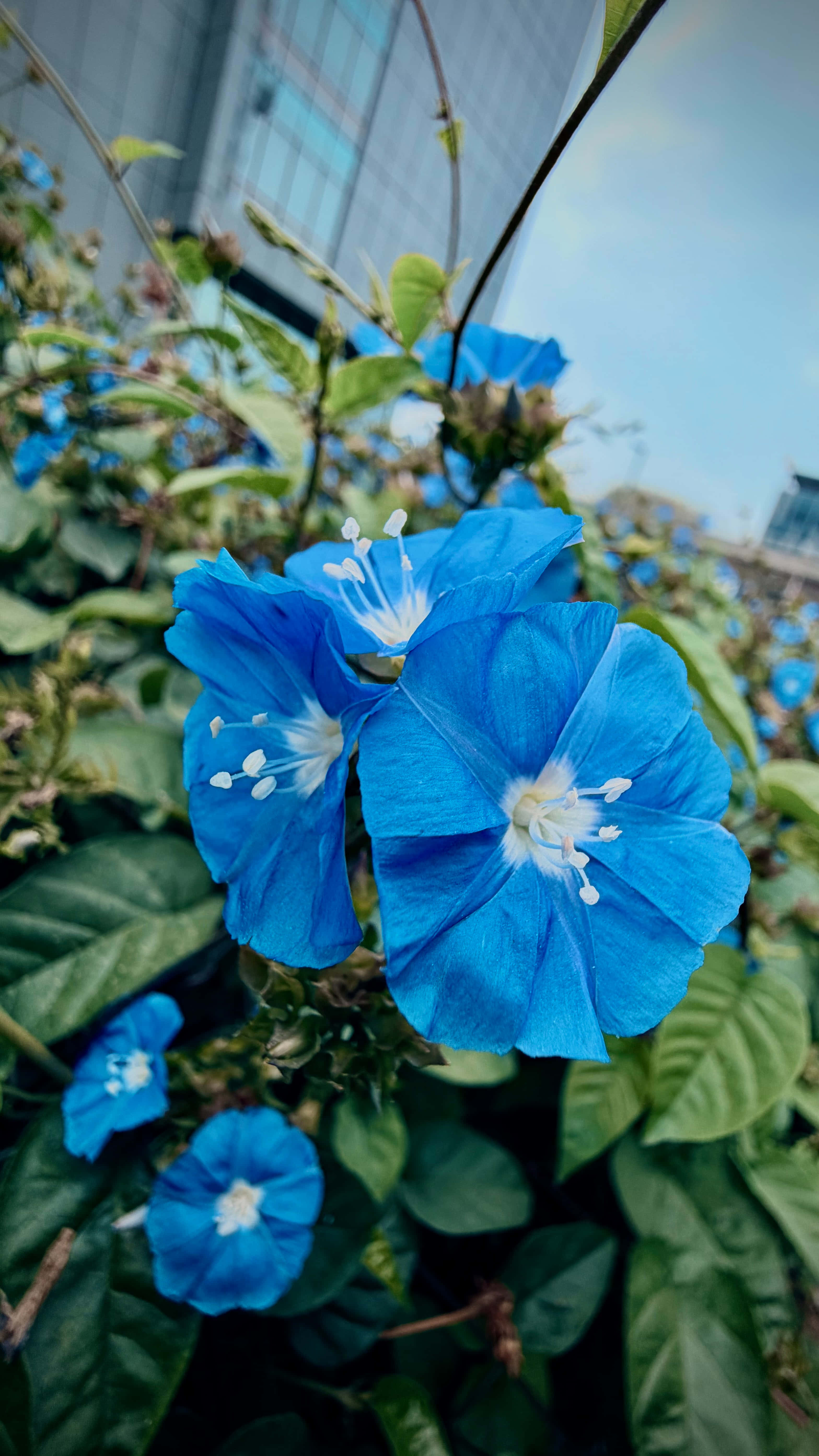 푸른 꽃 배경화면