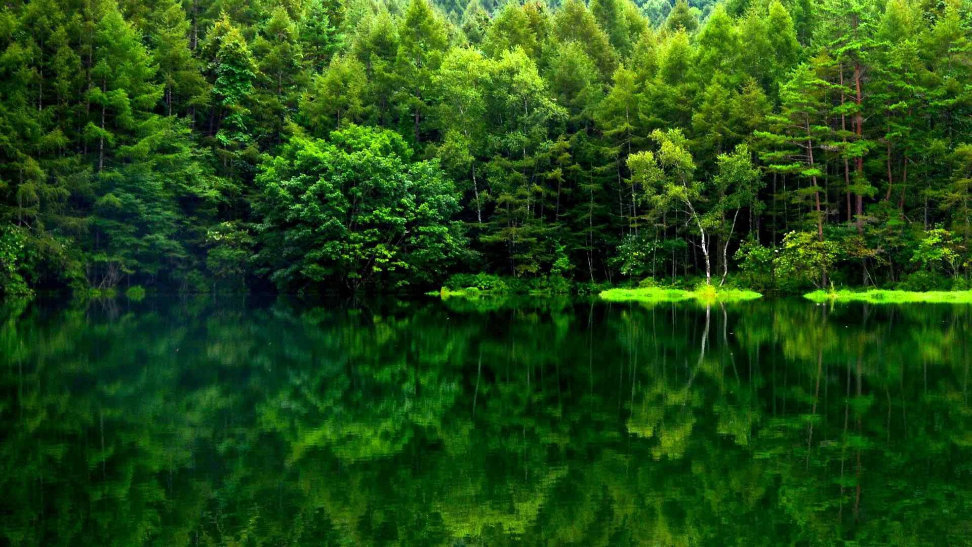 푸른 숲 풍경의 반영 배경화면