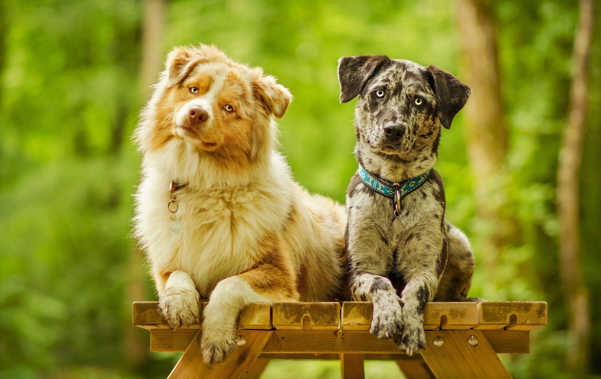 피크닉 테이블 위의 귀여운 강아지 배경화면