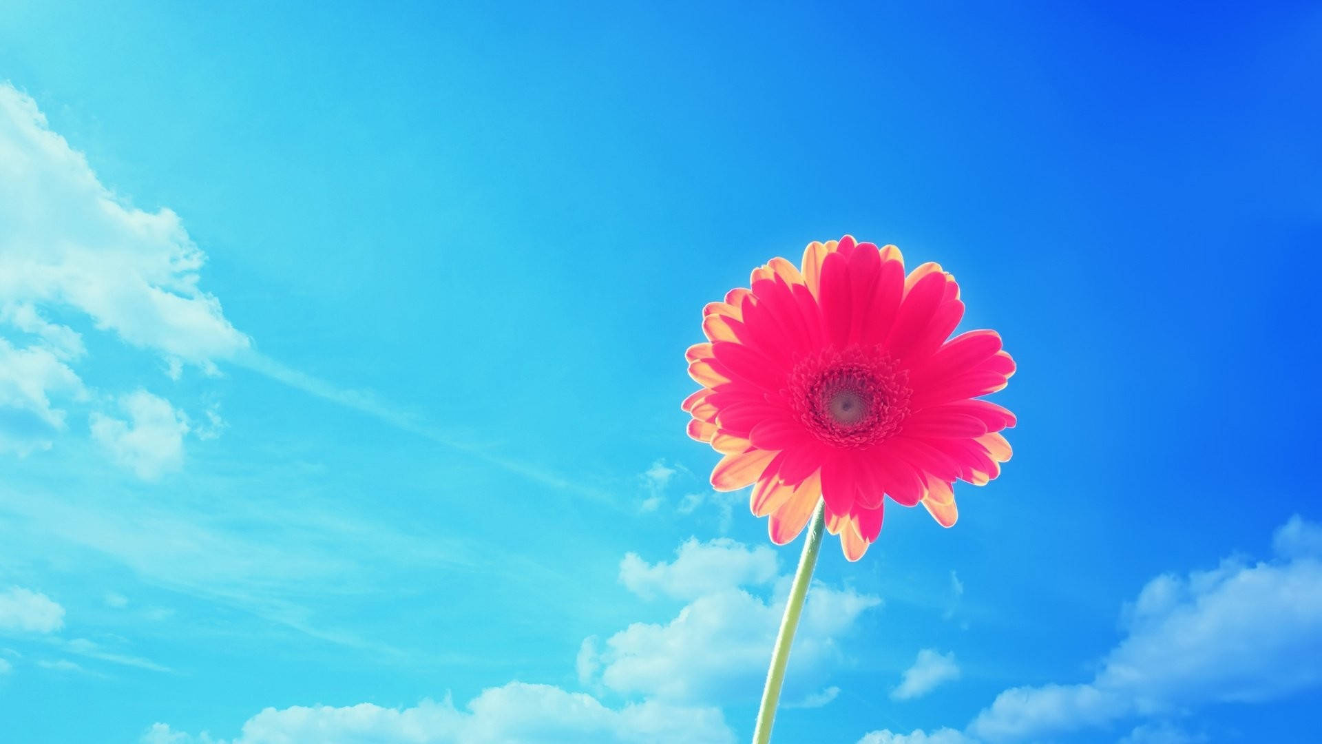 핑크 거베라 여름 데스크탑 배경화면