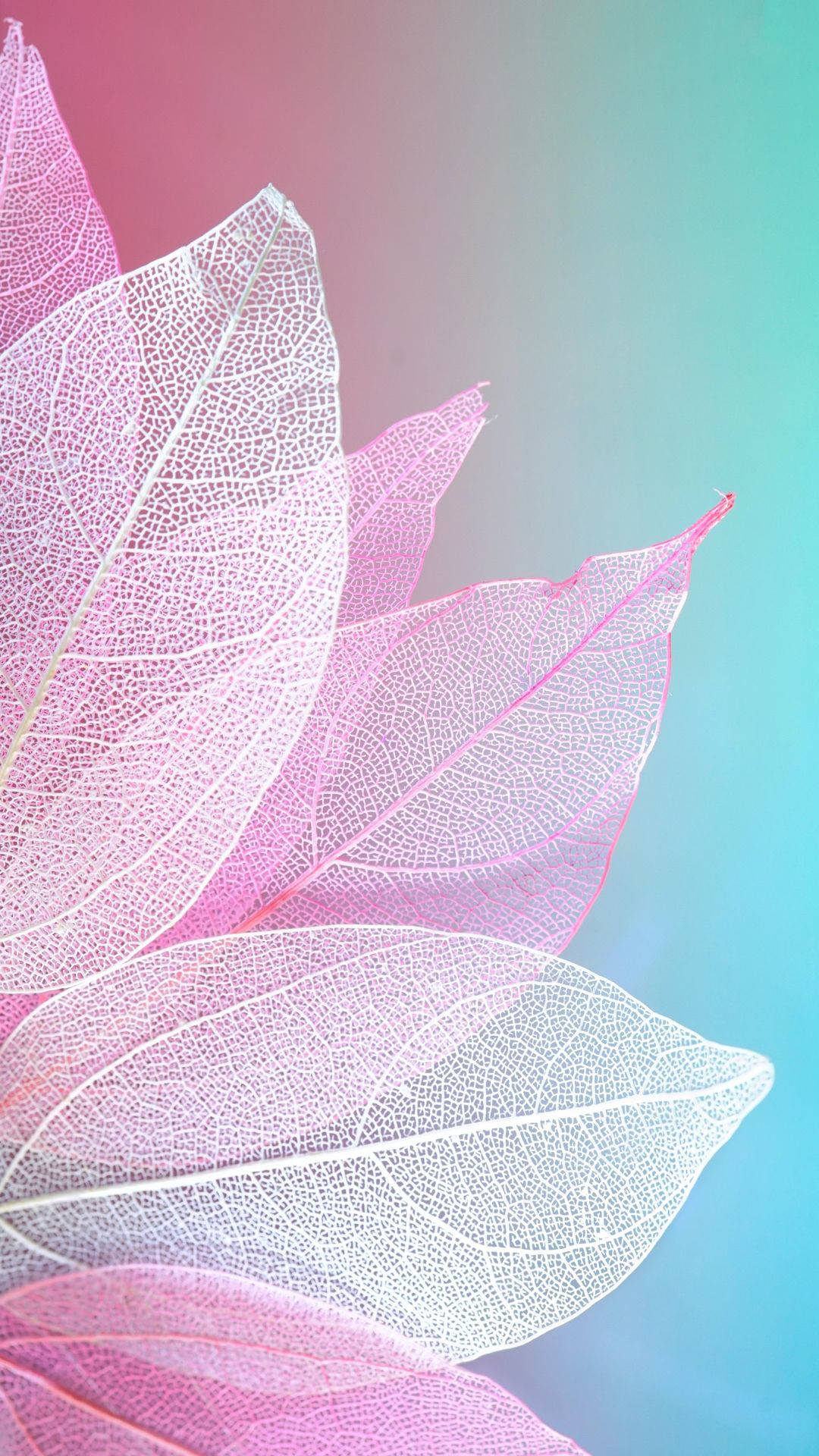 핑크 꽃잎과 블루 배경화면