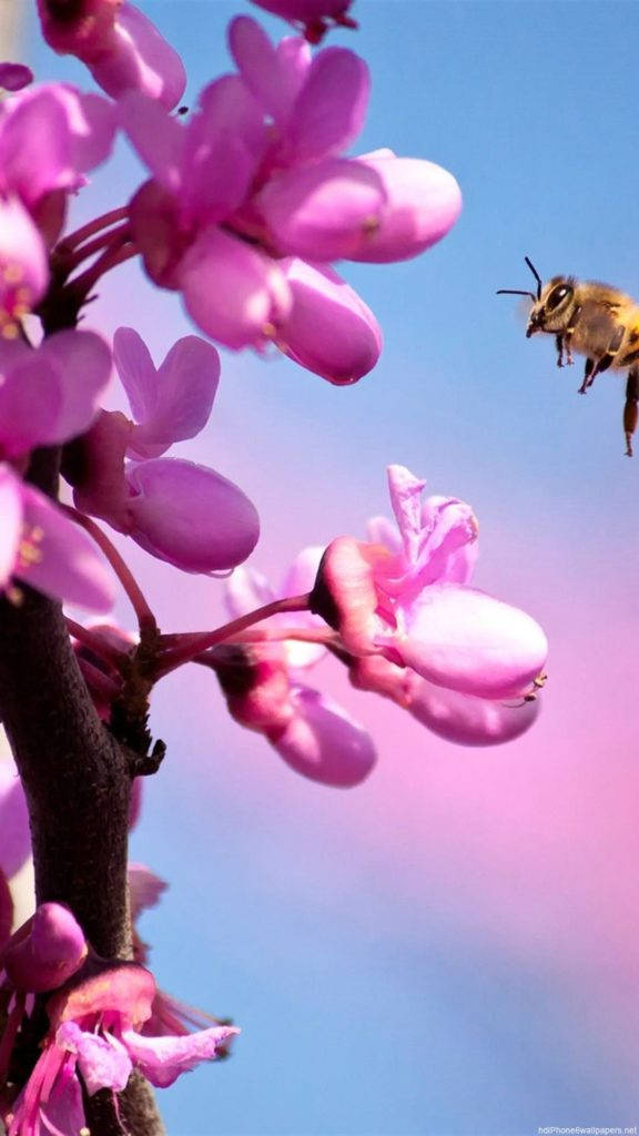 핑크 난초 꽃 아이폰 배경화면
