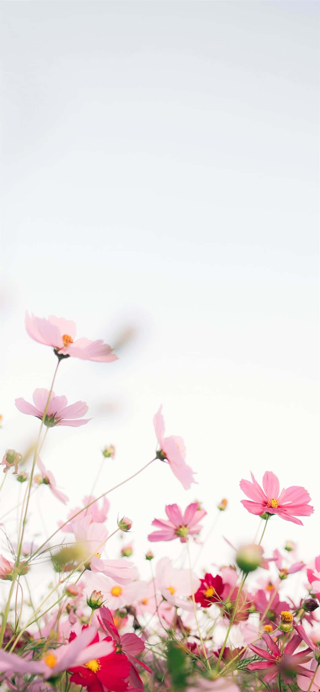 하얀 배경에 핀 아름다운 분홍 꽃 배경화면
