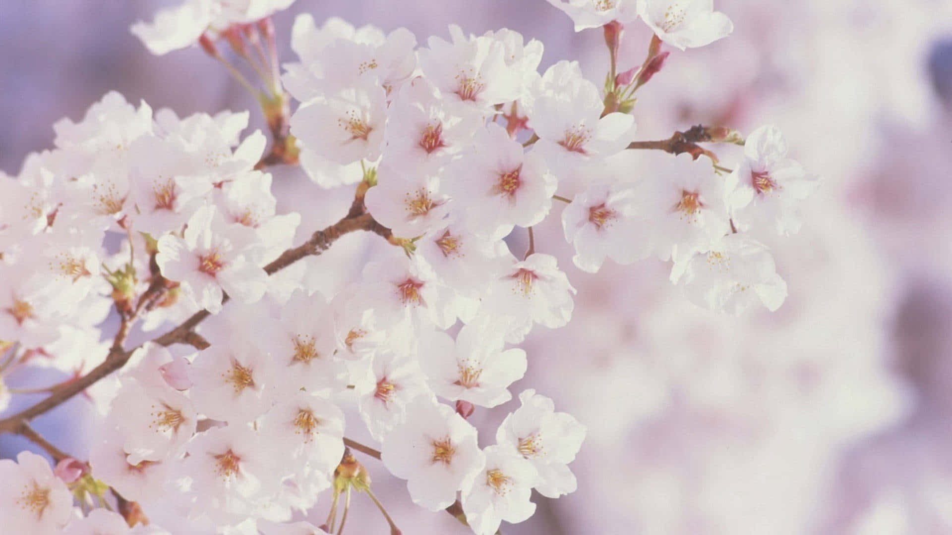 하얀 벚꽃 봄꽃 배경 배경화면