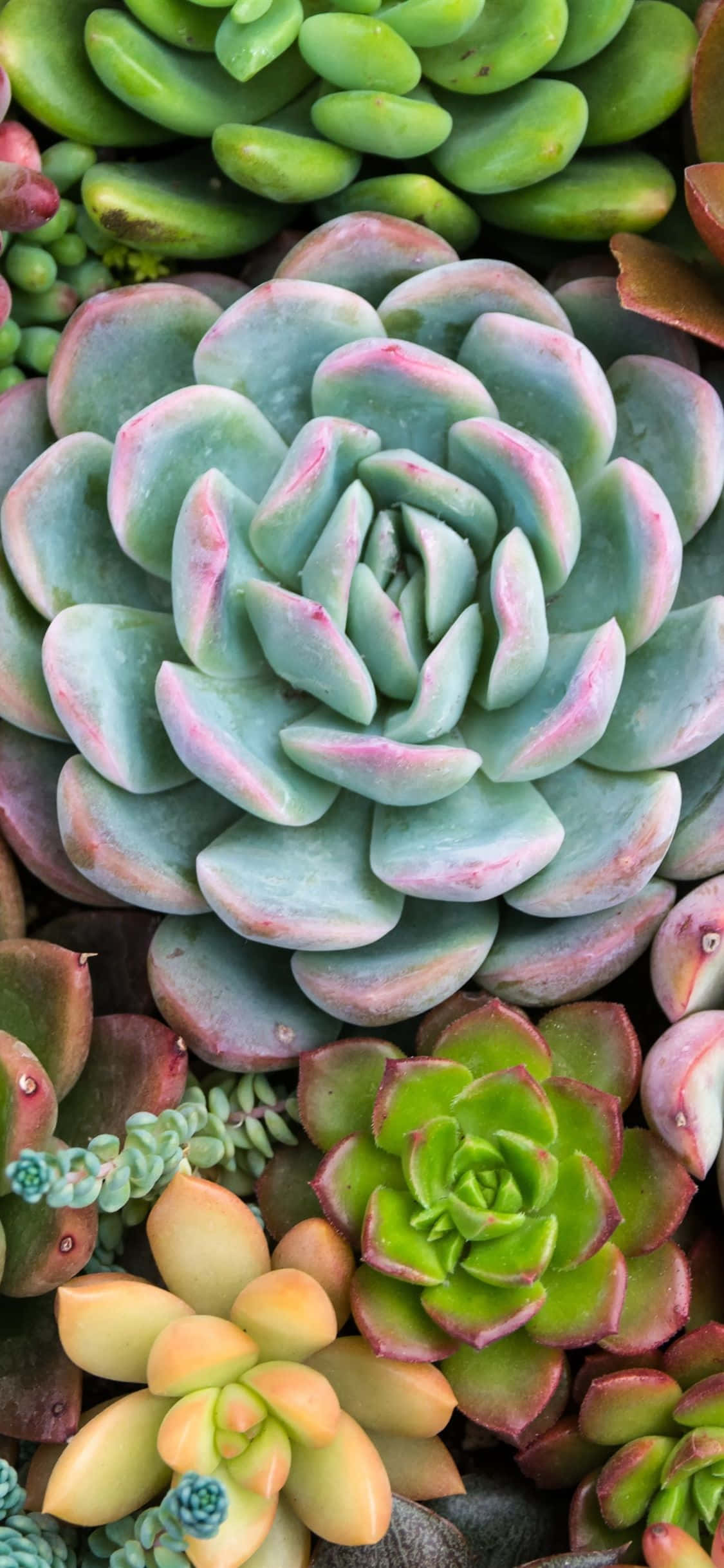 한 무더기로 쌓인 다육식물들 배경화면