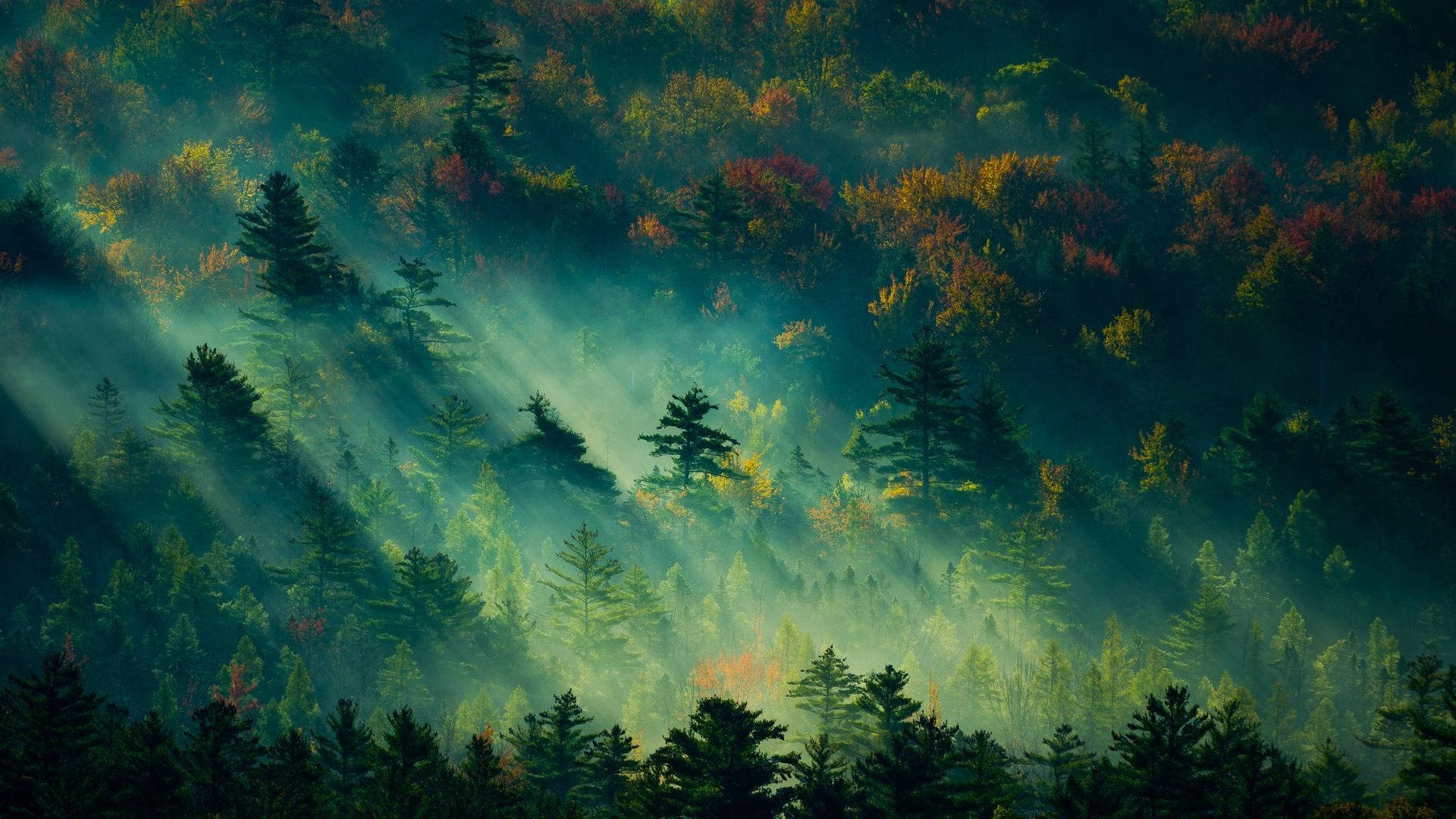 햇살이 비추는 숲 전경 배경화면