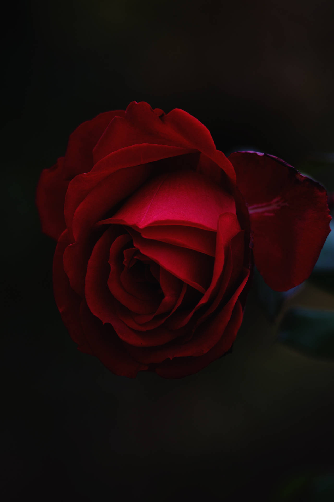 장미, 꽃봉오리, 빨간색 미리보기