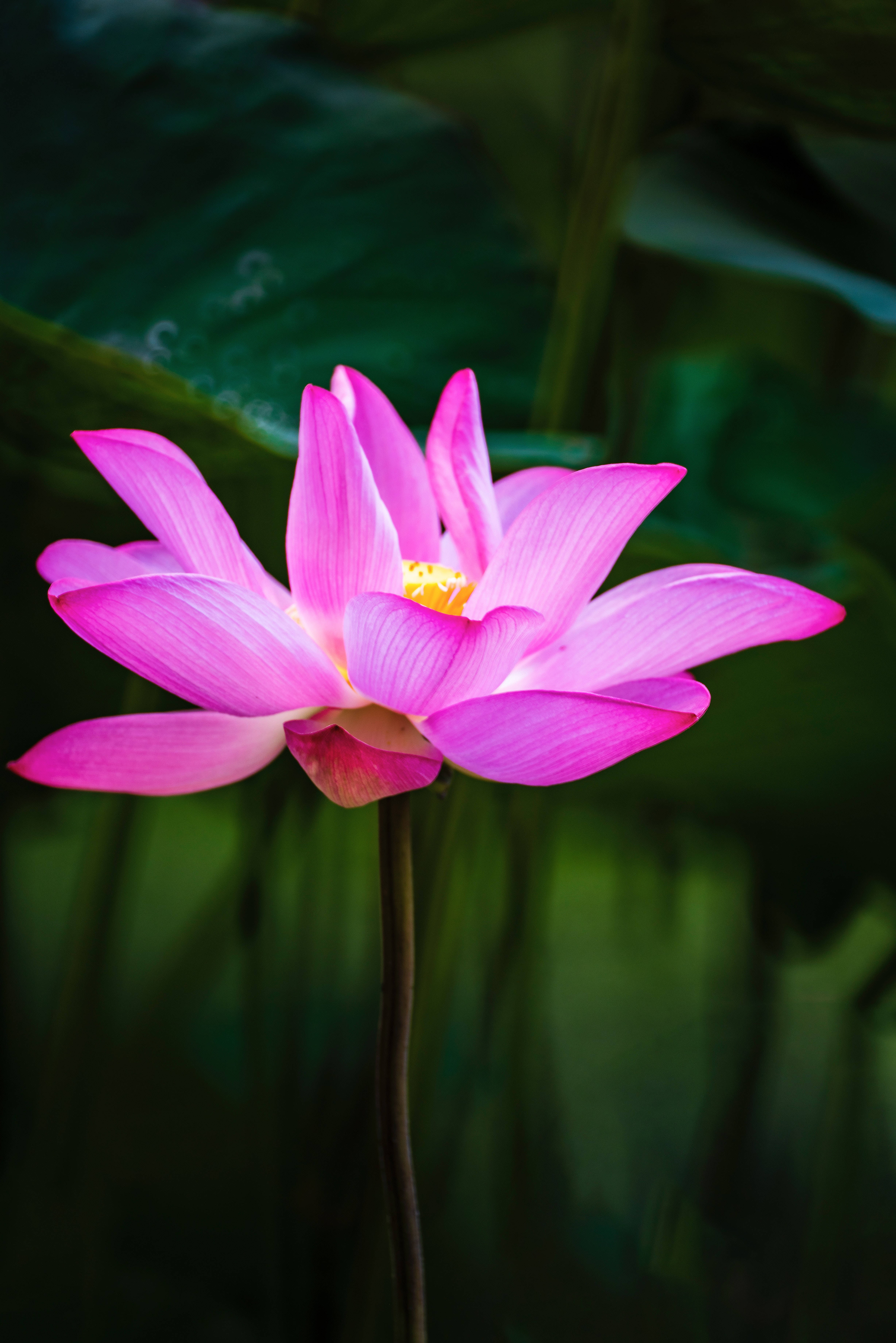 홍링진 연꽃 배경화면