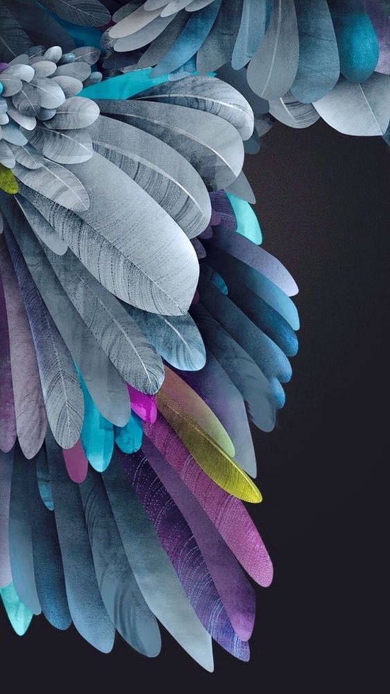 화려한 깃털 아이폰 11 배경화면