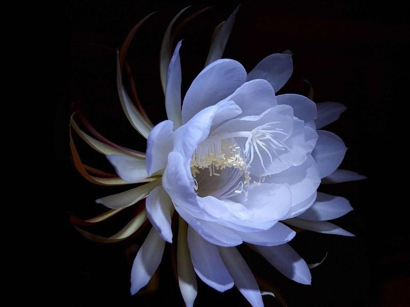 화사한 흰 꽃 데스크탑 배경화면