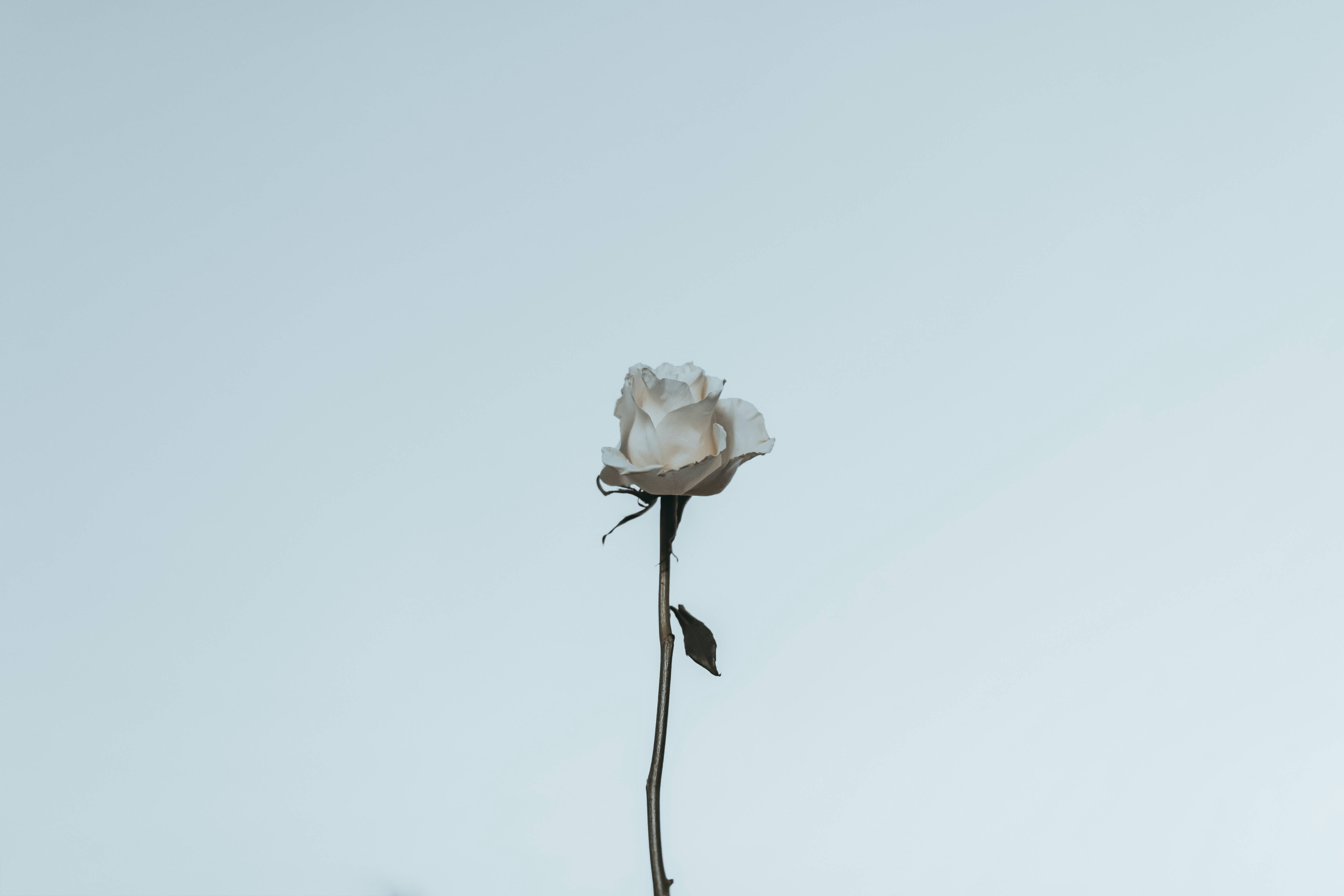 화이트 로즈 미학 배경화면