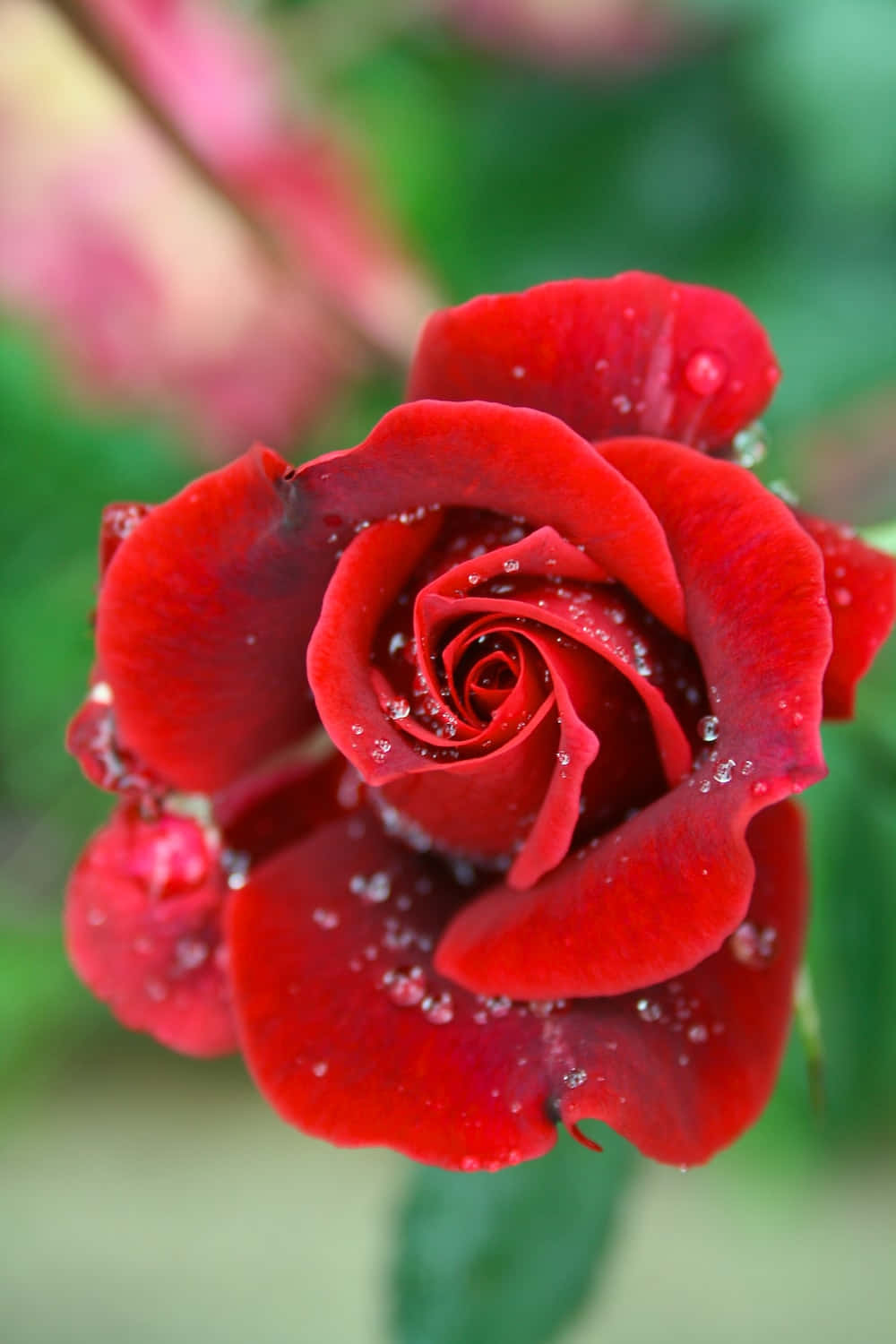 활짝 핀 밝은 노란 장미와 싱그러운 녹색 꽃잎 배경화면