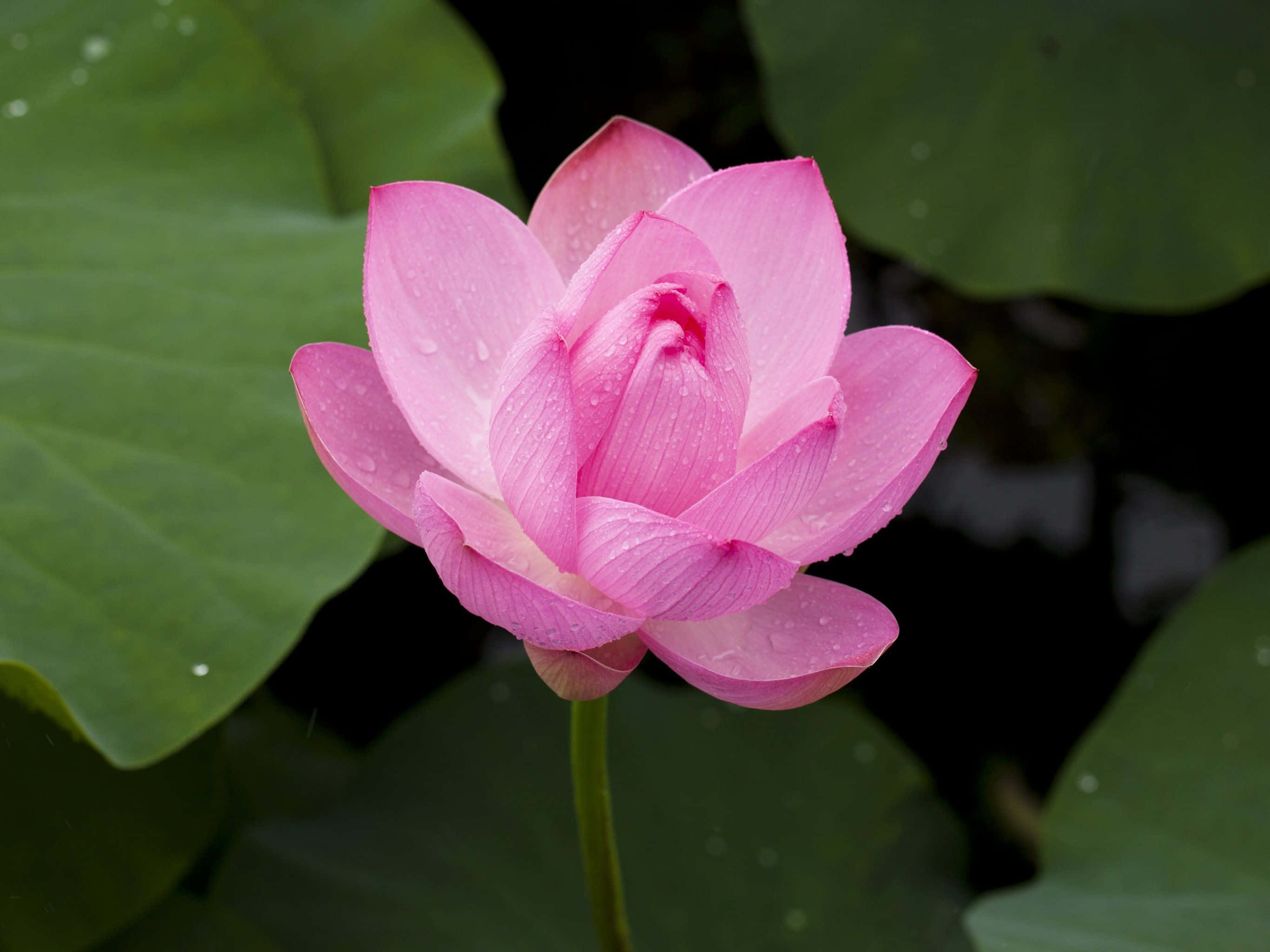 활짝 핀 아름다운 연꽃 배경화면