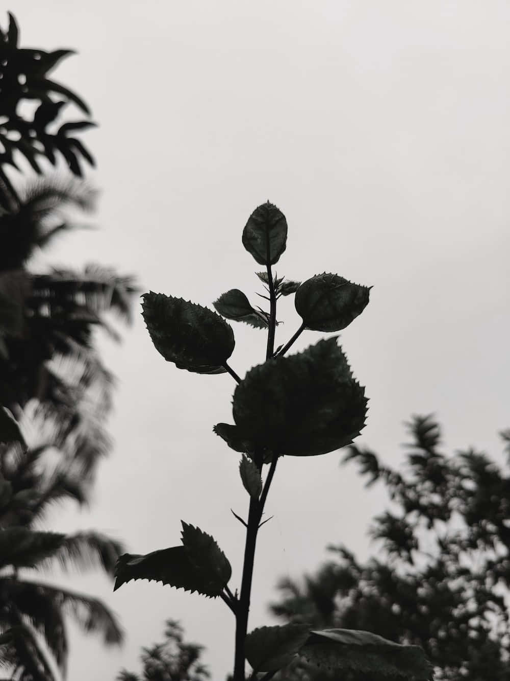 회색 톤에서 평온함을 찾아보세요. 배경화면