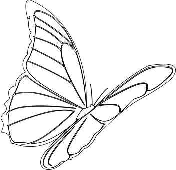 흑백 나비 일러스트 배경화면