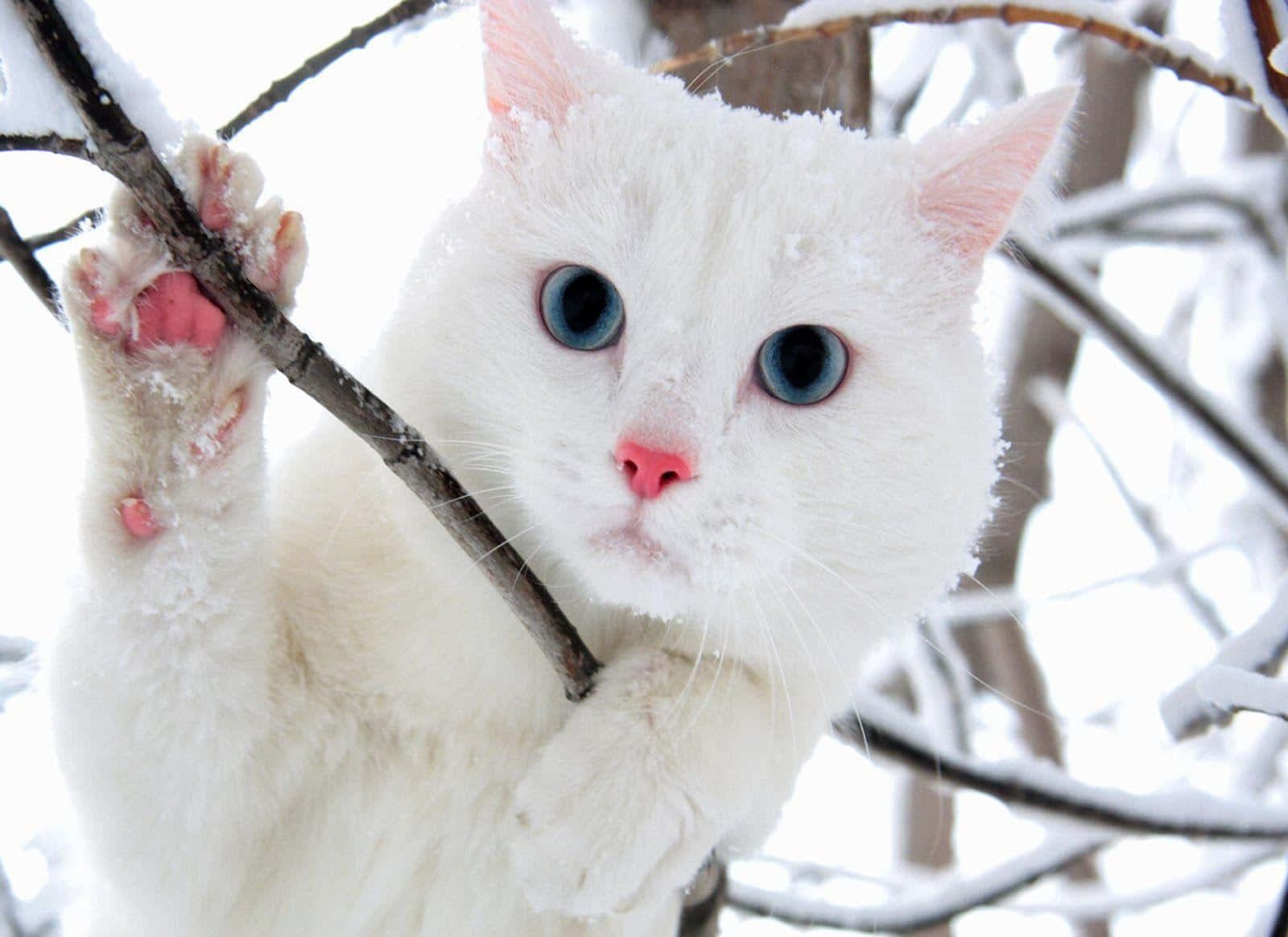 흰 고양이 파란 눈 사진 배경화면