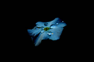 검은 배경에 물방울이 맺힌 파란 꽃의 AMOLED 배경화면