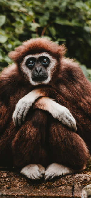 Android Gibbon 배경 — POCO M 배경화면