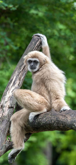 Iphone Xs Max Gibbon 배경화면 — 갤럭시 M 배경화면