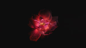 OLED 분홍 꽃 배경화면