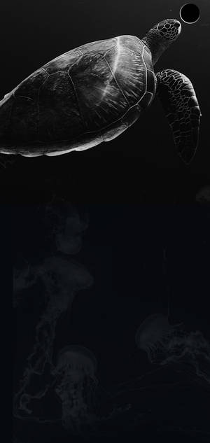 S10+ 다크 터틀 배경화면 — 아이폰 18 프로 맥스 배경화면
