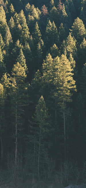 Trees 아이폰 — Redmi Note 17 배경화면