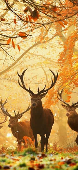 Iphone Xs Max Autumn Background — POCO C81 Pro 배경화면