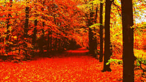 감성적인 가을 배경 — 감성 가을 배경화면