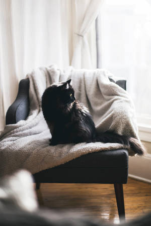 검은 고양이 쿠션 의자 위 — 감성 고양이 배경화면