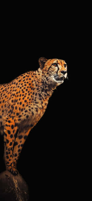 Cheetah Iphone — 화웨이 노바 15 배경화면