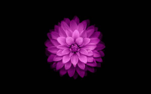 검은 배경의 큰 팬지 배경화면 — 깔끔한 배경화면