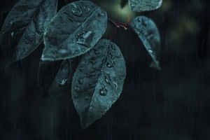 다크 그린 미학 사진 — 다크 그린 배경화면