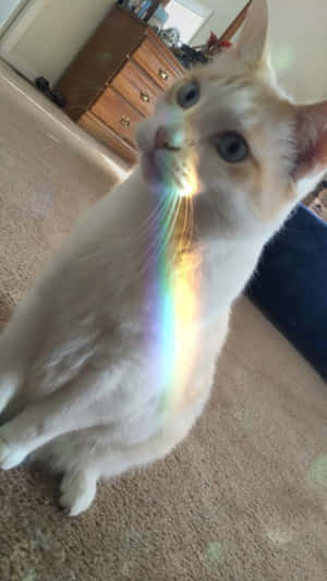 감성적인 고양이 사진 — 감성 고양이 배경화면