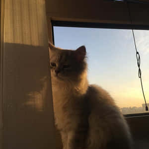 감성적인 고양이 사진 — 감성 고양이 배경화면