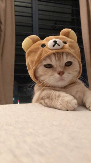 귀여운 고양이 미학 리락쿠마 모자