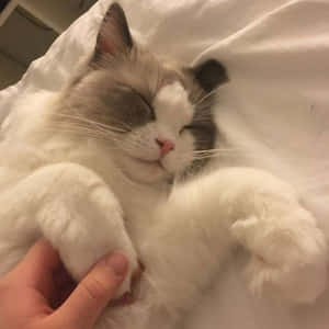 감성적인 고양이 사진 — 감성 고양이 배경화면
