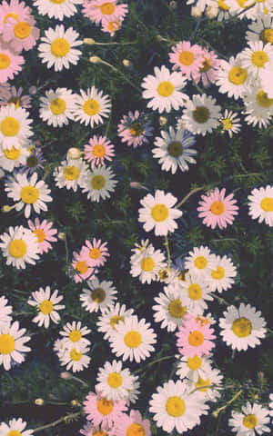 꽃 아이폰으로 자연을 당신의 삶에 피어나게 하세요. — 리얼미 패드 2 라이트 배경화면