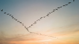 노을 진 하늘을 배경으로 V자 대형을 이루며 나는 새 떼. — 하늘 전망 배경화면