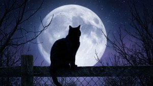 보름달을 배경으로 한 검은 고양이의 실루엣. — 고양이 배경화면
