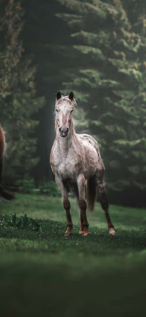 Animals Iphone — Redmi Note 15 Pro 4G 배경화면