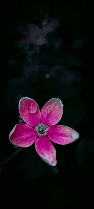 Black And Pink Flower — 아이폰 XR 배경화면