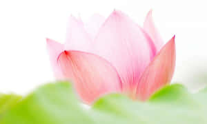 매혹적인 분홍 연꽃 — 연꽃 배경화면