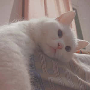 미적 고양이 사진 — 감성 고양이 배경화면