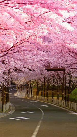 벚꽃 배경화면