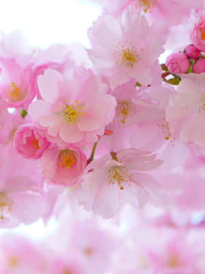 벚꽃 배경화면