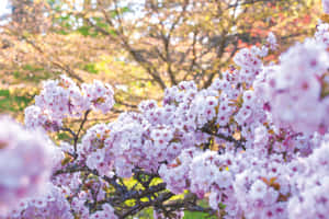 벚꽃 사진 — 벚꽃 배경화면