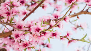 1366x768 꽃 배경화면 — 벚꽃 배경화면