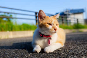 그루피 고양이 사진 — 맥북 에어 15 배경화면