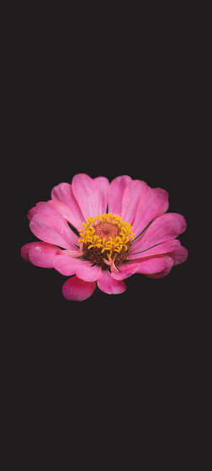 Black And Pink Flower — Honor 400 Smart 배경화면