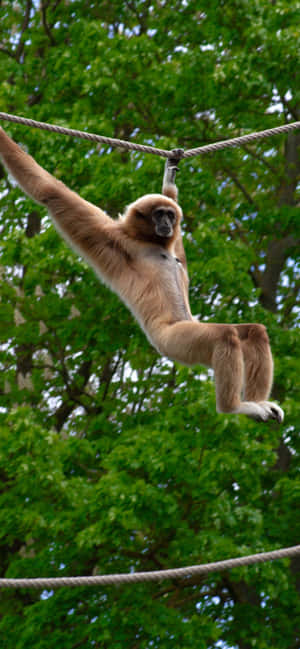 아이폰 Xs Max Gibbon 배경 — Oppo F 배경화면